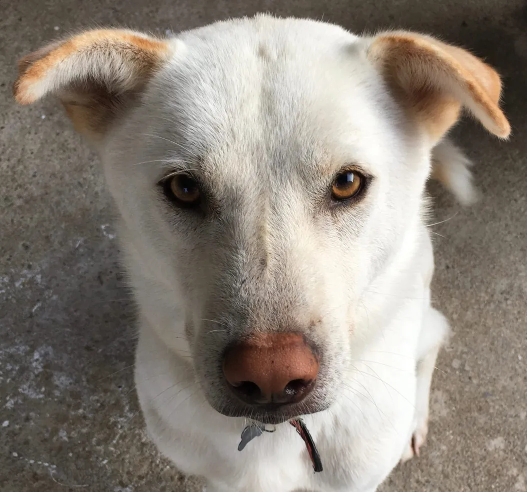 Love Letter to the Maxo